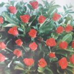 foto-centro-de-rosas