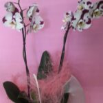 foto-orquídea-planta